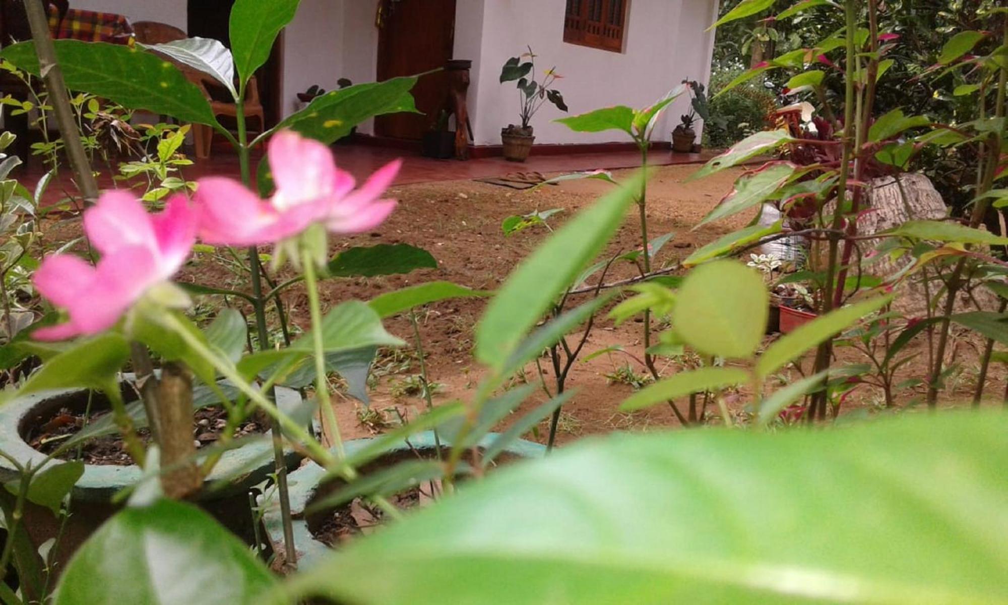 Winstar Homestay Sigiriya Bagian luar foto