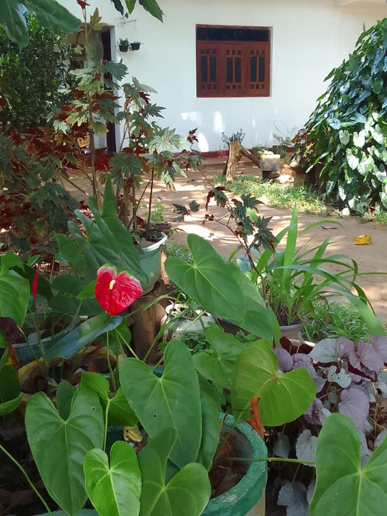 Winstar Homestay Sigiriya Bagian luar foto